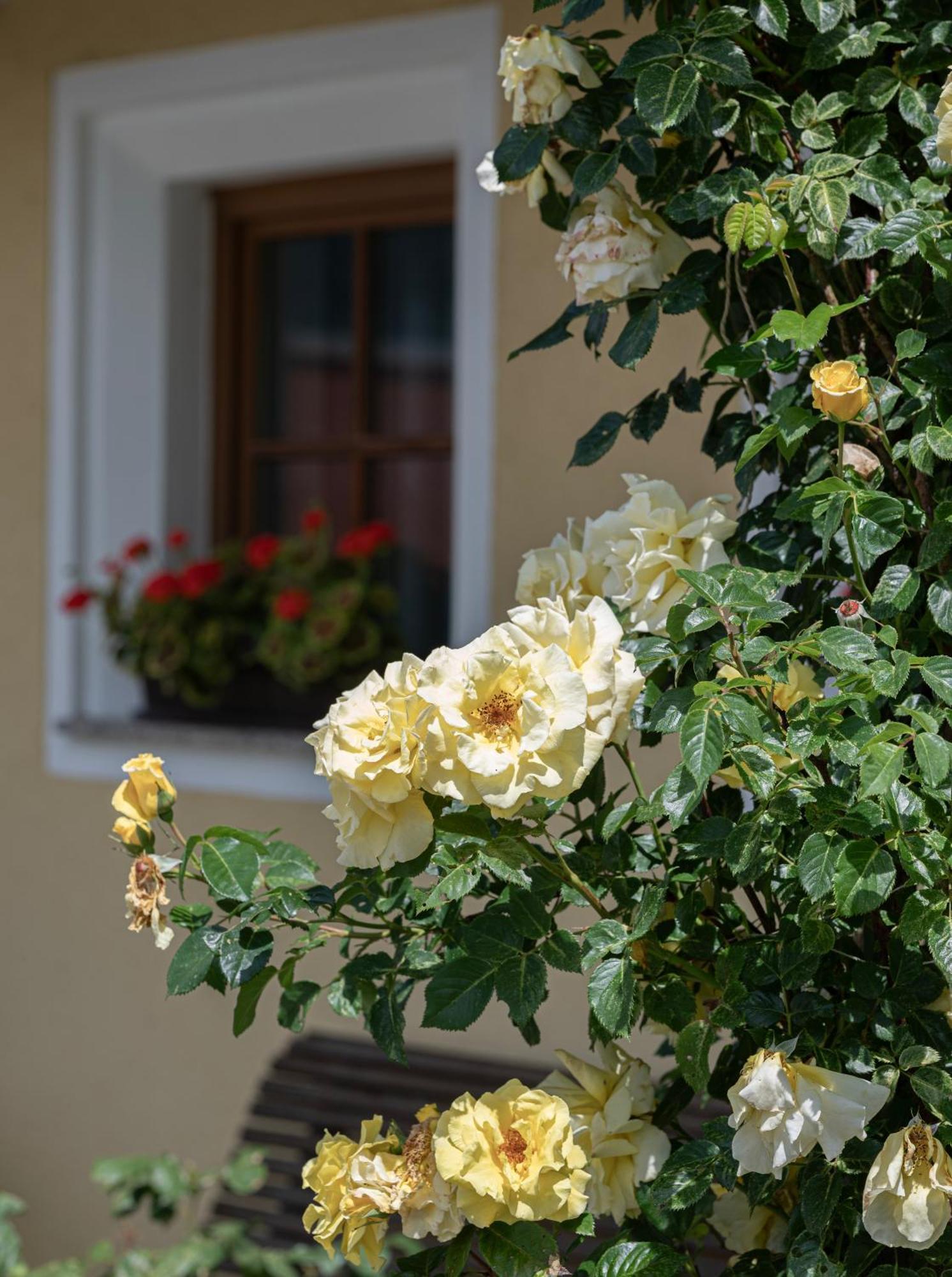 Zederberg Appartements Sankt Johann im Pongau Dış mekan fotoğraf